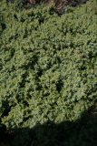 Juniperus procumbens 'Nana' RCP4-2013 086.JPG